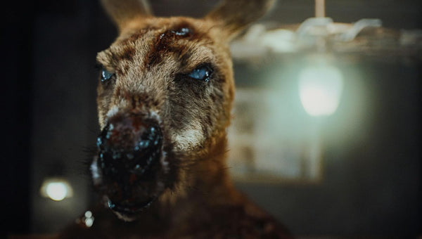 Rippy (2024) - Michael Biehn Limited STEELBOOK Edition 4K UHD + Blu-ray