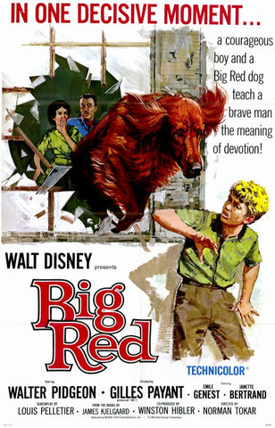 Big Red (1962) - Walter Pidgeon  DVD