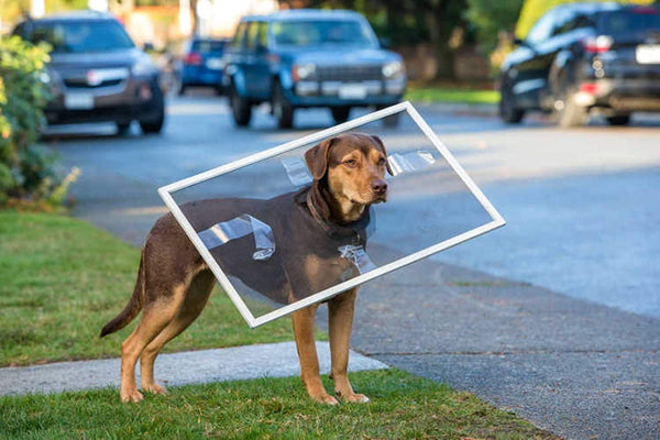 A Dog´s Way Home (2018) - Ashley Judd  DVD